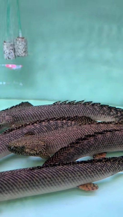 大花恐龍魚好養(yǎng)嗎