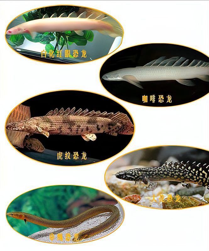 大花恐龍魚好養(yǎng)嗎