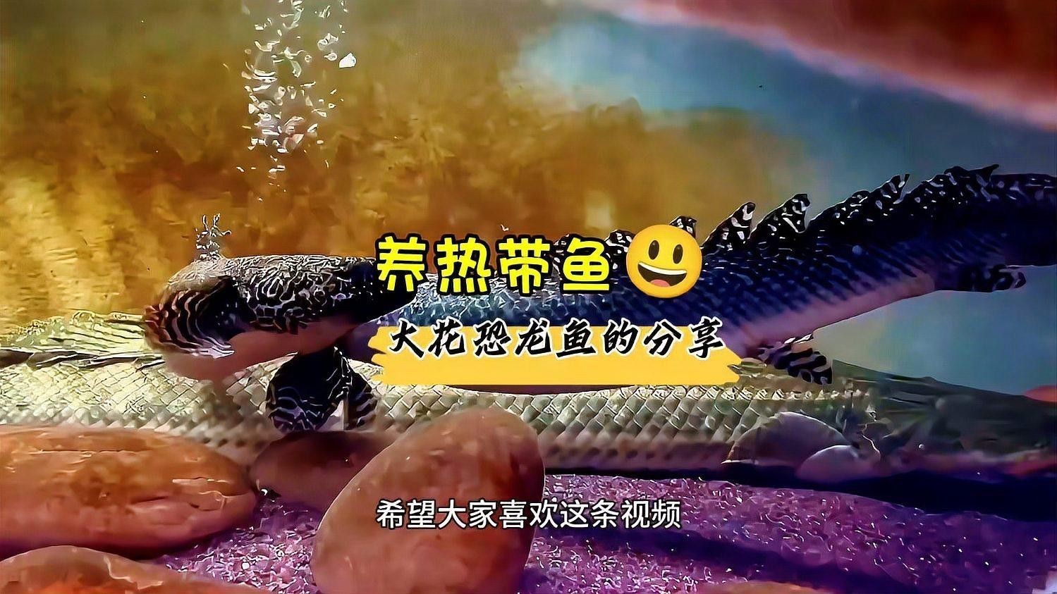 大花恐龍魚好養(yǎng)嗎