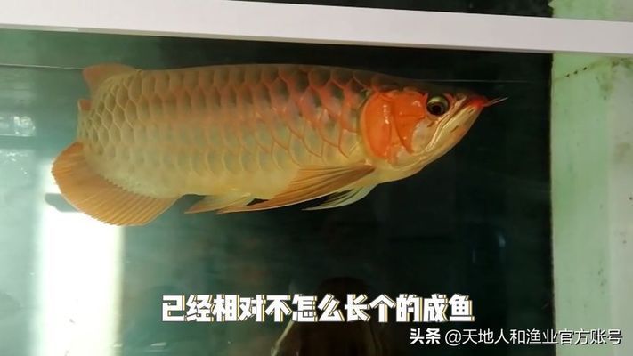 龍魚怎樣才是兜嘴掉眼