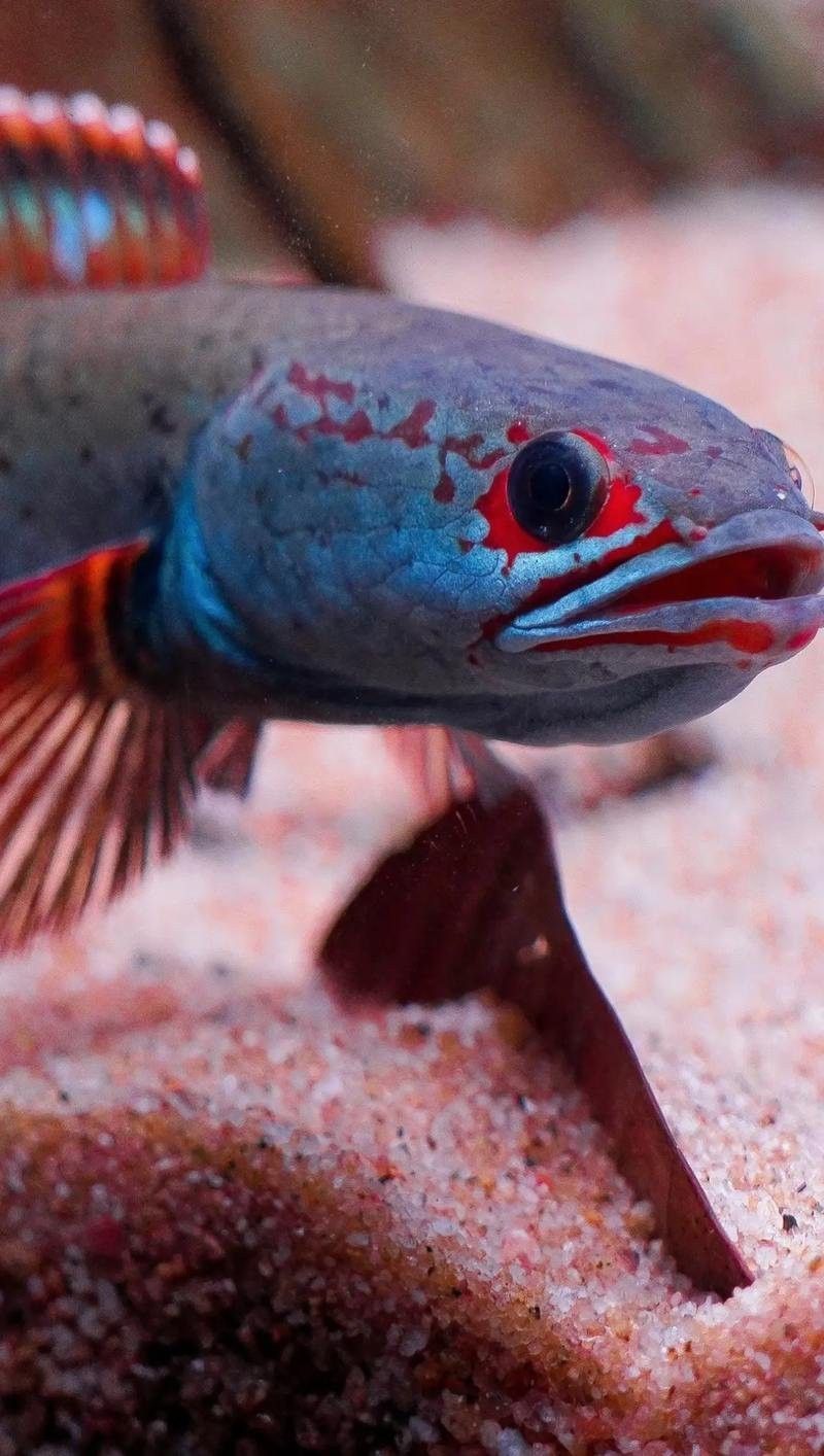 血斑雷龍魚1型繁殖