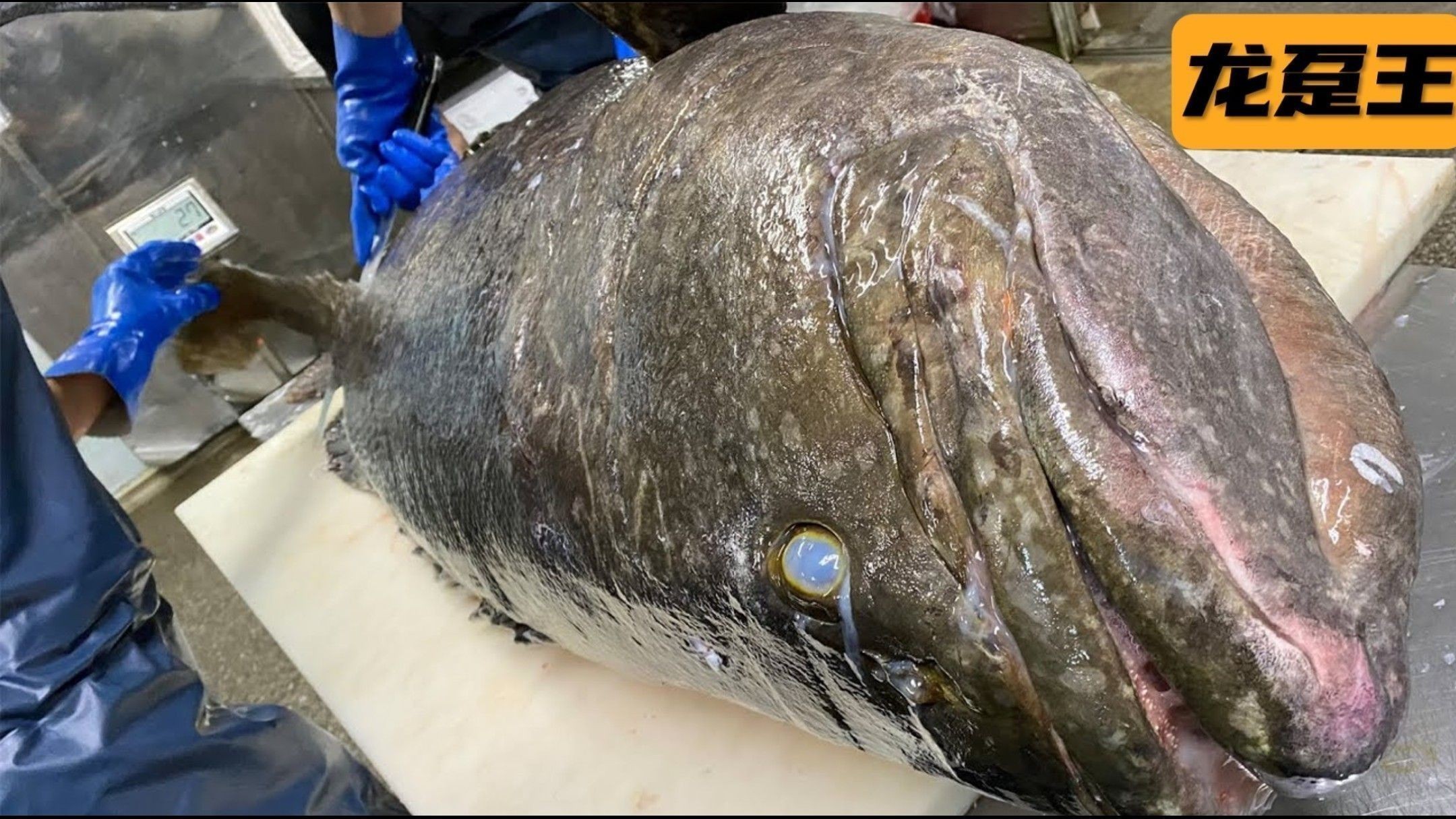 龍躉石斑魚的最佳烹飪方法有哪些？