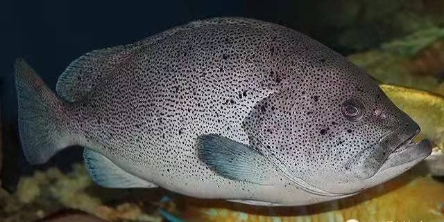 藍瓜子斑魚