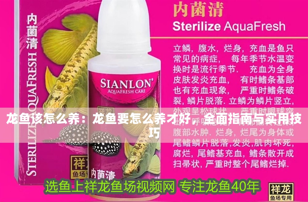 龍魚該怎么養(yǎng)：龍魚要怎么養(yǎng)才好，全面指南與實(shí)用技巧
