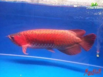 龍魚多大成年可以繁殖了：龍魚多大成年可以繁殖