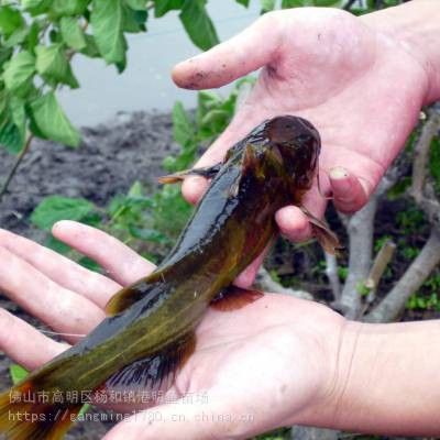 廣州黃沙水產交易市場的觀賞魚商戶有哪些？