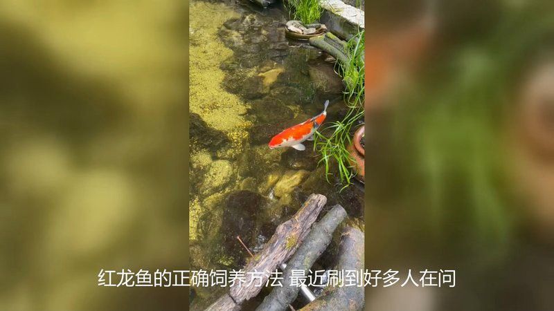 紅龍魚喂食時需要注意什么？