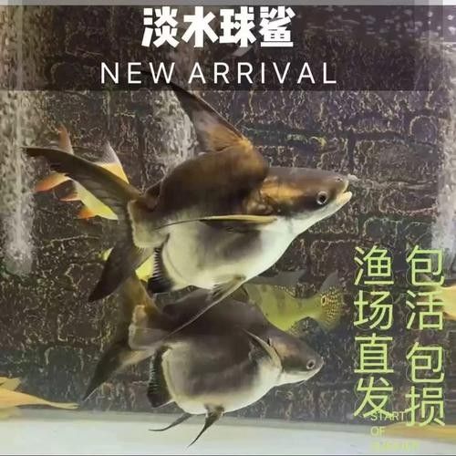 龍魚可以和藍鯊混養嗎圖片欣賞