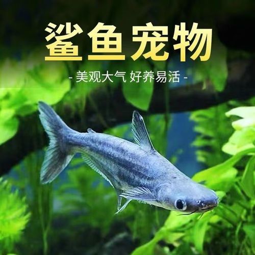 龍魚可以和藍鯊混養嗎圖片欣賞