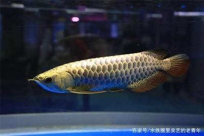 龍魚一直撞缸什么原因引起的：龍魚撞缸可能由多種因素引起，