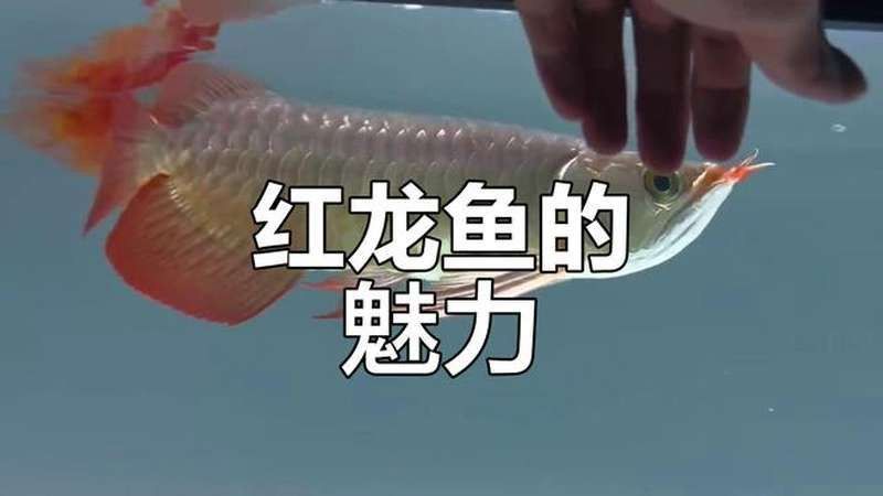 紅龍魚(yú)的介紹視頻大全播放