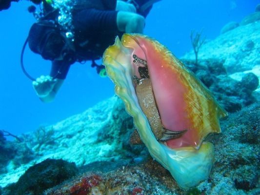 龍魚燈光擺放位置視頻：如何為龍魚提供合適的照明環(huán)境