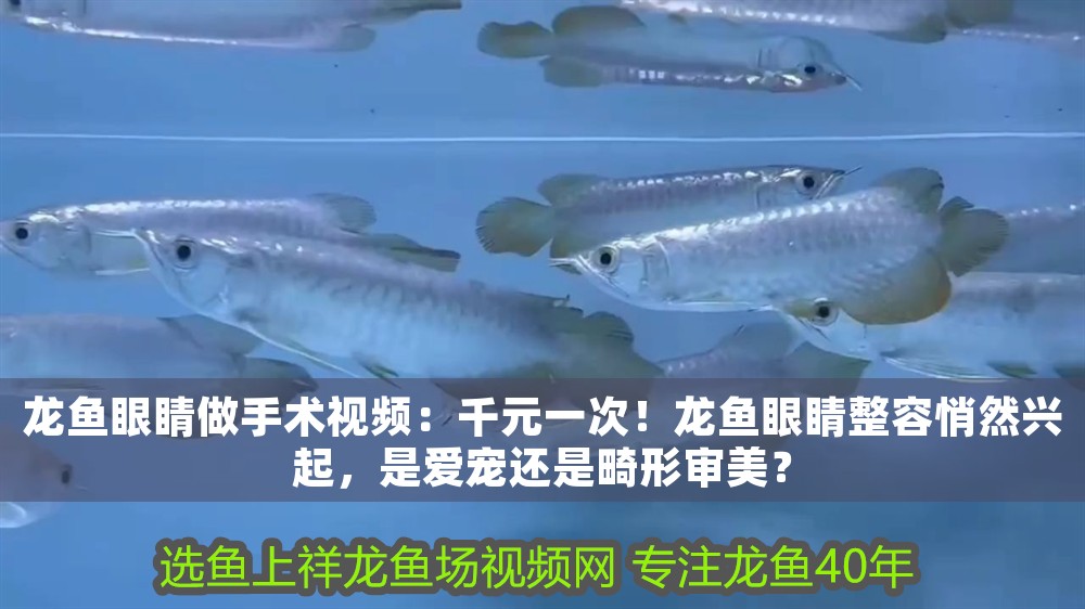 龍魚(yú)眼睛做手術(shù)視頻：千元一次！龍魚(yú)眼睛整容悄然興起，是愛(ài)寵還是畸形審美？