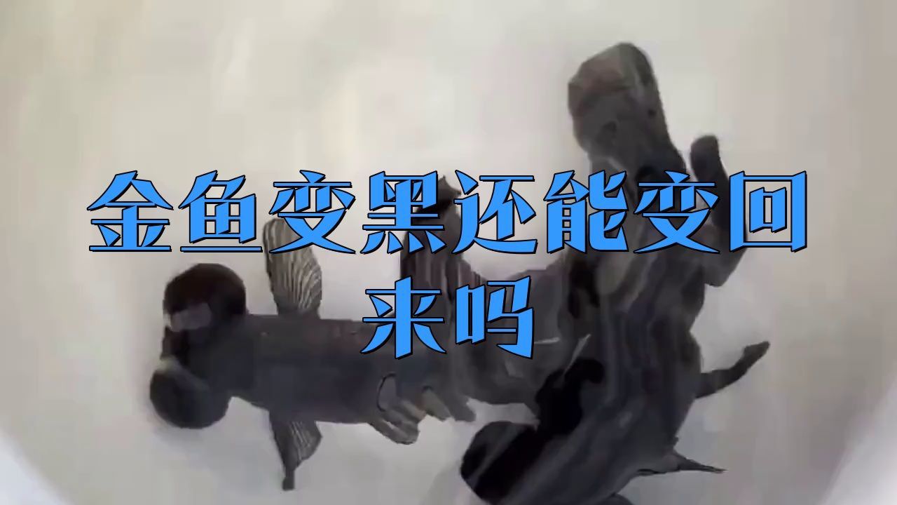 金魚發黑后還能恢復原色嗎？