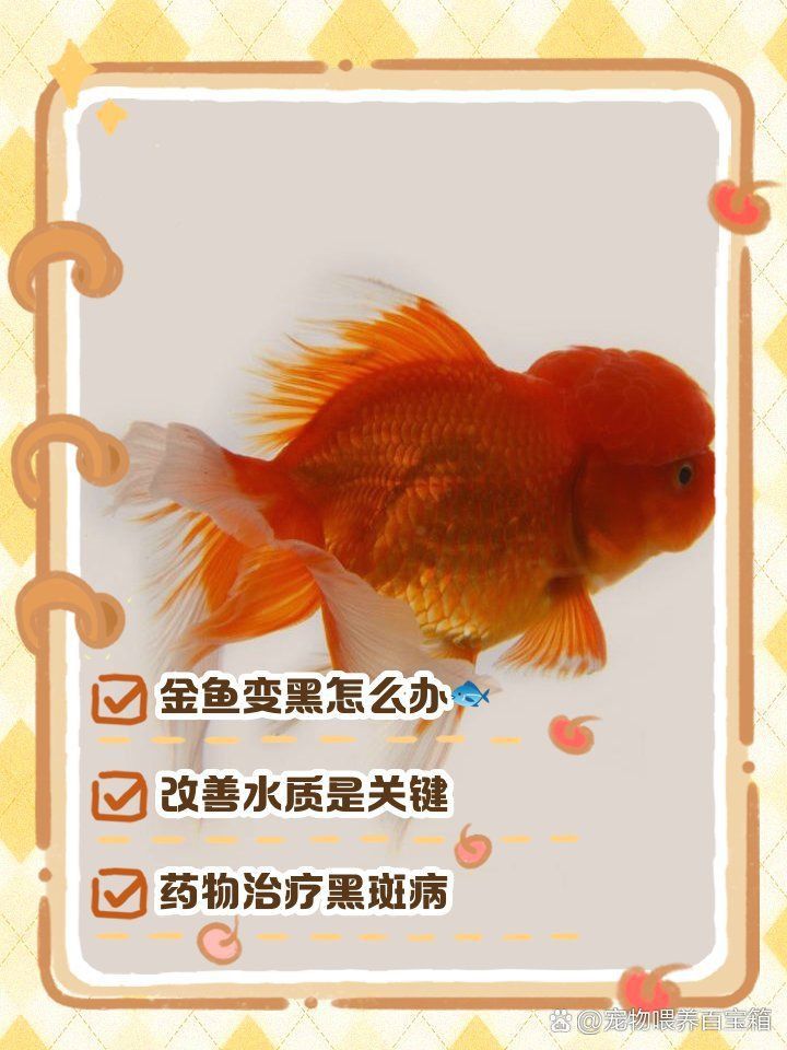 金魚發黑后還能恢復原色嗎？