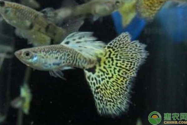 龍鳳魚繁殖需要注意什么？