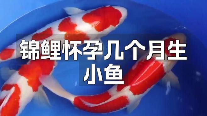 龍鳳魚繁殖需要注意什么？
