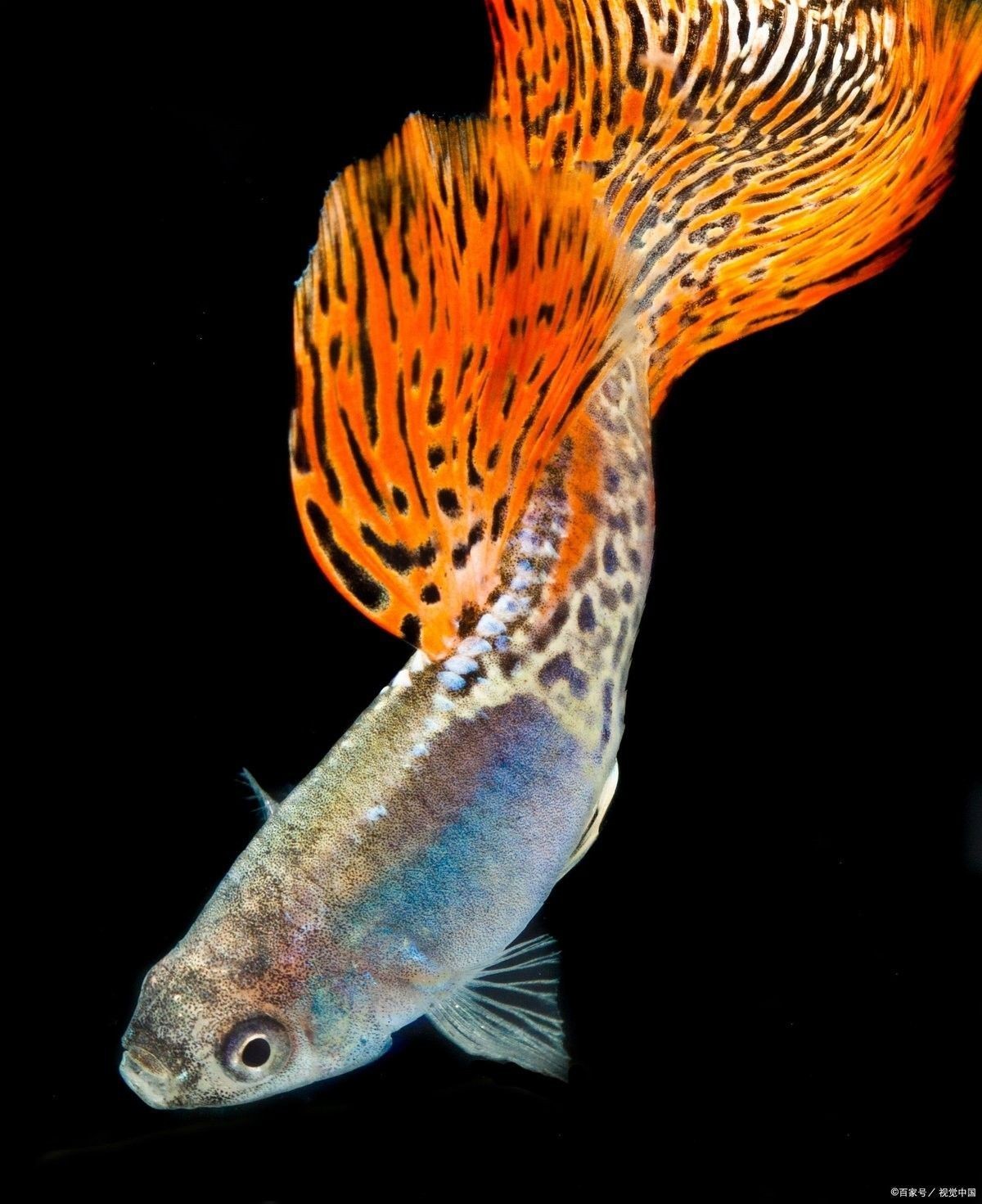龍鳳魚繁殖需要注意什么？
