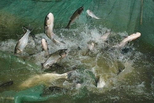 龍魚冬天不保溫會死嗎為什么
