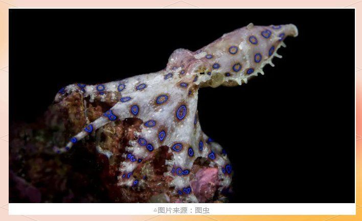 藍月光魚為何盡量少吃