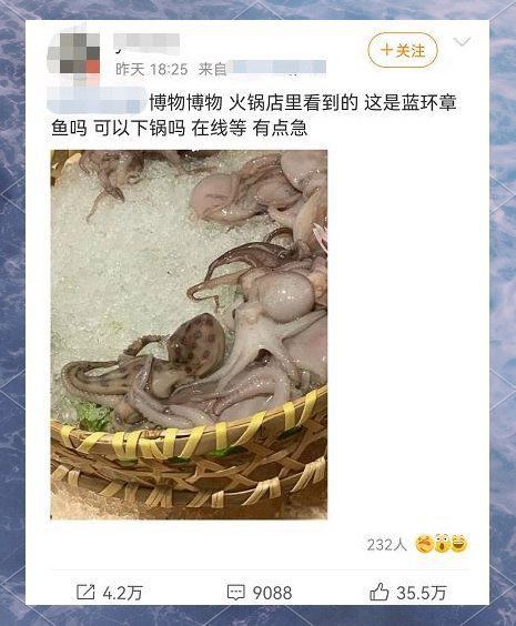 藍月光魚為何盡量少吃
