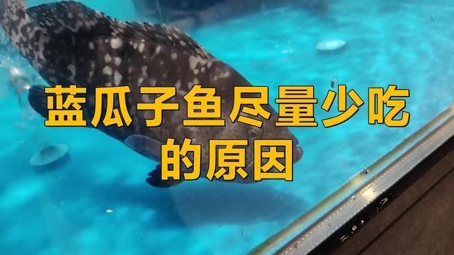 藍月光魚為何盡量少吃