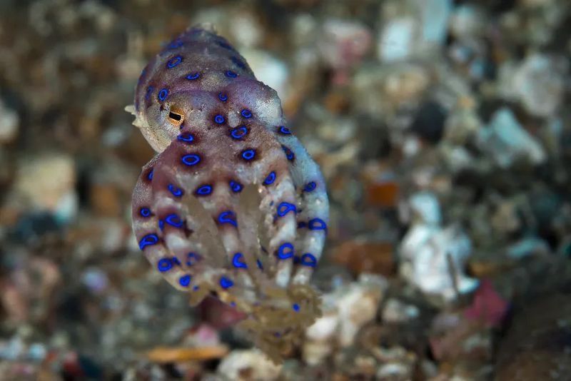藍月光魚為何盡量少吃