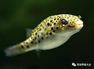 龍魚的天敵（關于龍魚的天敵并沒有直接的信息來源但是我們可以找到一些線索）