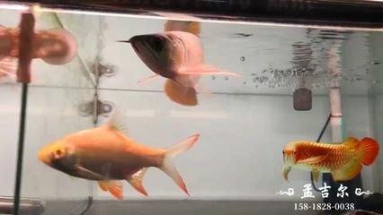 龍魚祥龍魚場：快速訪問,龍魚批發(fā),馬來西亞祥龍魚場