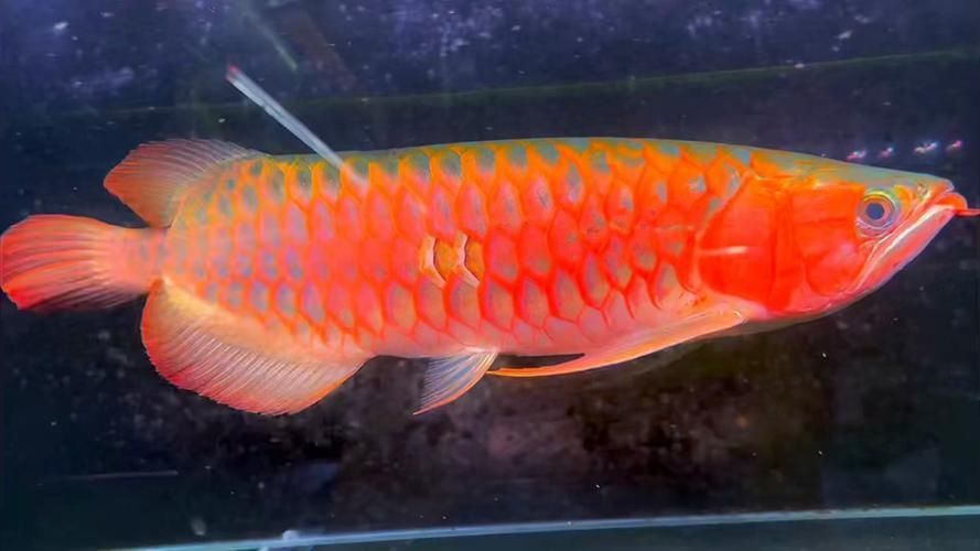 極品紅龍魚(yú)圖片