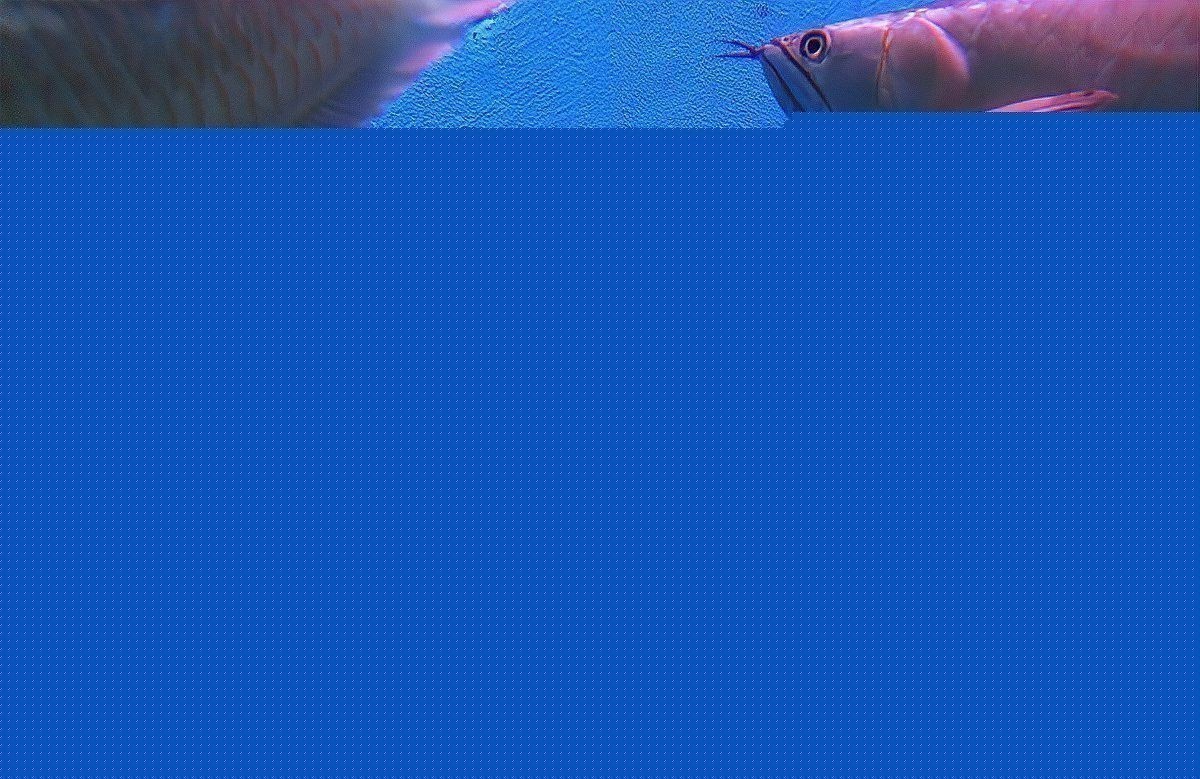 龍魚燒尾會傳染嗎？