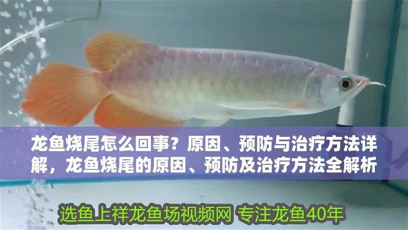龍魚燒尾會傳染嗎？