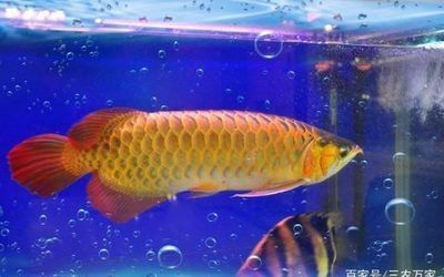 中山金龍魚專賣店電話號(hào)碼