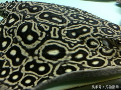 龍魚指甲濾材：龍魚指甲濾材怎么樣