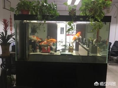 龍魚指甲濾材：龍魚指甲濾材怎么樣