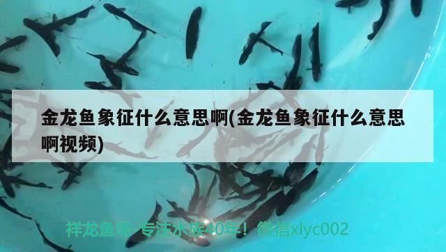 金龍魚古典是什么意思，古典金龍魚古典與現代設計融合案例,古典金龍魚品種鑒賞指南