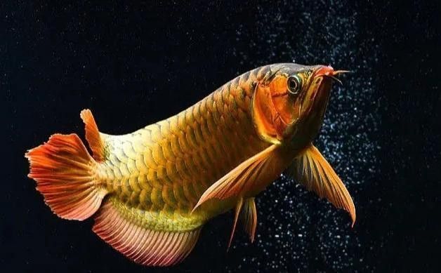 雷龍魚眼睛內凹后還能正常生活嗎？
