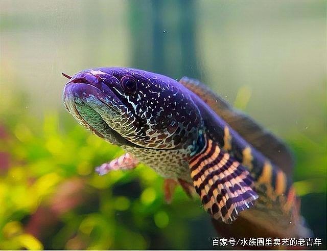 雷龍魚眼睛內凹后還能正常生活嗎？