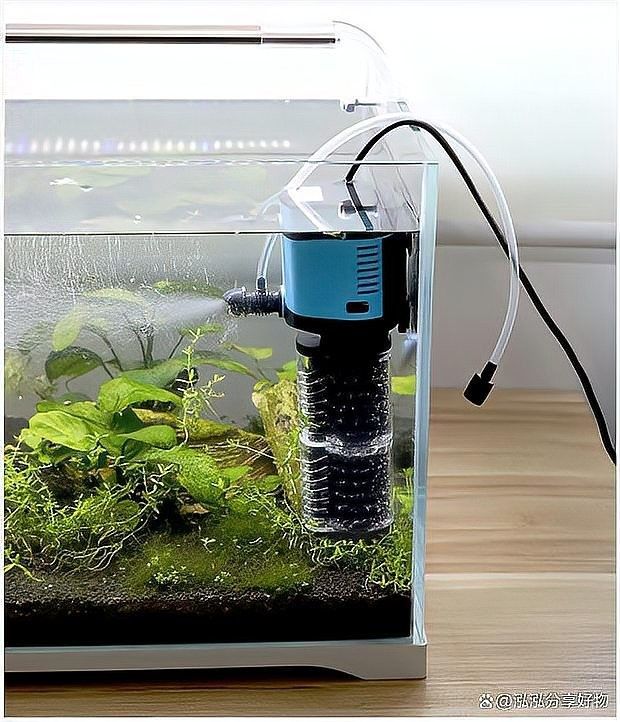 龍魚繁殖期間增氧泵應該開多大？
