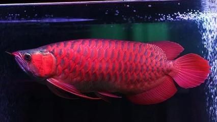 小紅龍魚鱗片發綠怎么辦：小紅龍魚鱗片發綠怎么辦小紅龍魚鱗片發綠怎么辦
