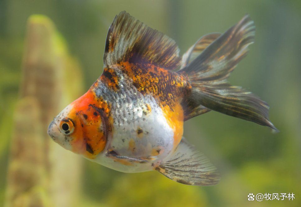 金魚生活在河里還是海里