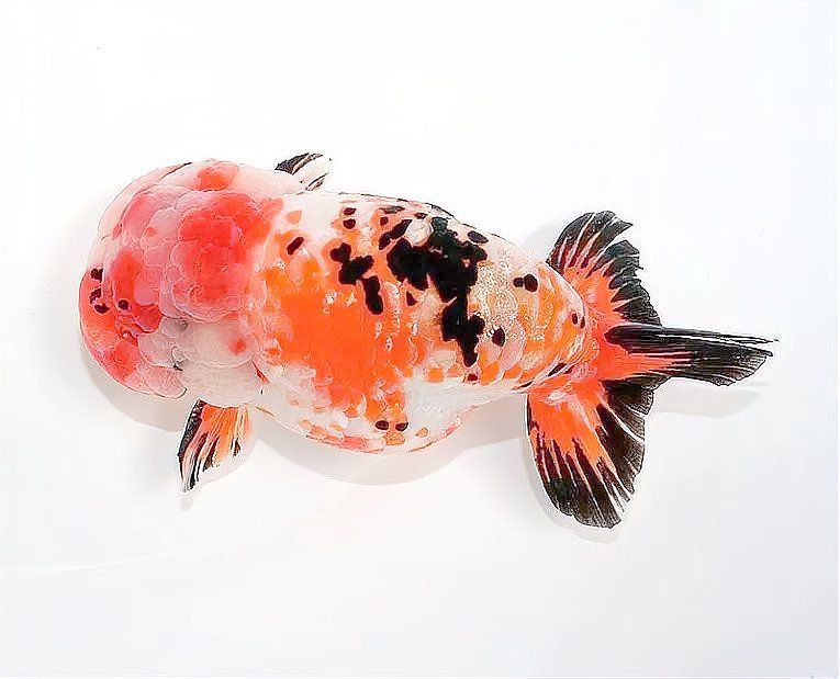 金魚生活在河里還是海里