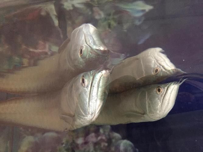 銀龍魚下蛋能孵化嗎圖片