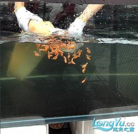 銀龍魚下蛋能孵化嗎圖片