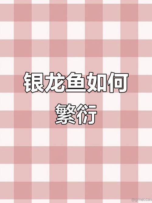 銀龍魚下蛋能孵化嗎圖片