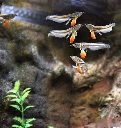 銀龍魚下蛋能孵化嗎圖片