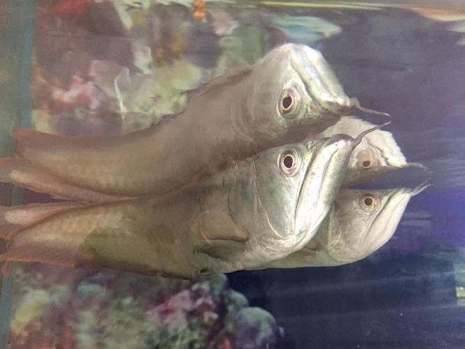 銀龍魚下蛋能孵化嗎圖片