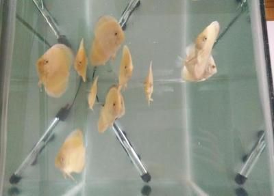 龍魚爛尾巴最簡單治療：龍魚爛尾如何預防