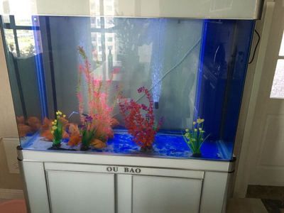 龍魚缸排名前十大品牌（龍魚缸品牌排行榜）