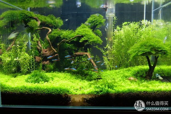 龍魚缸改草缸造景：龍魚缸改草缸造景的詳情